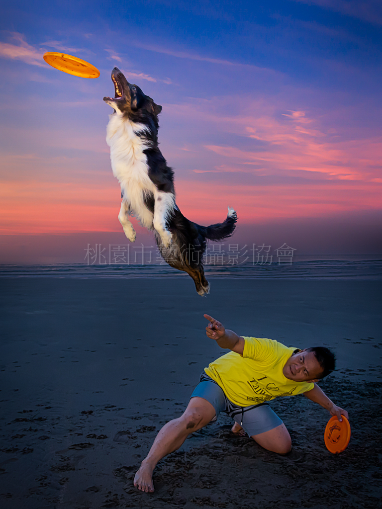 夕陽沙灘飛盤狗