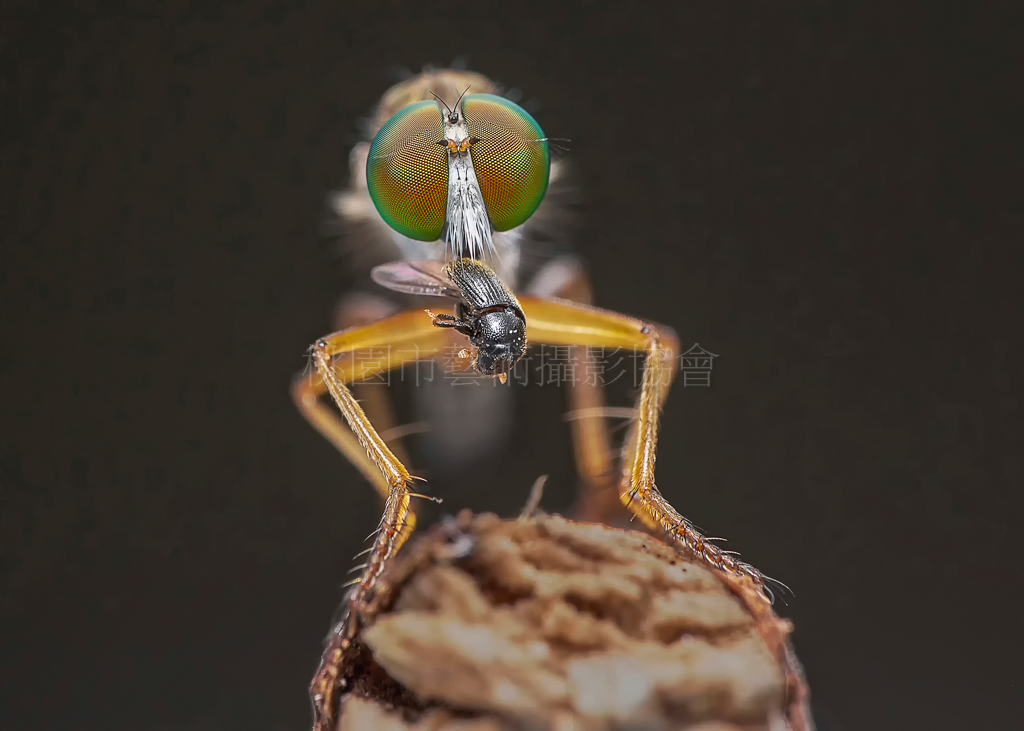 補食