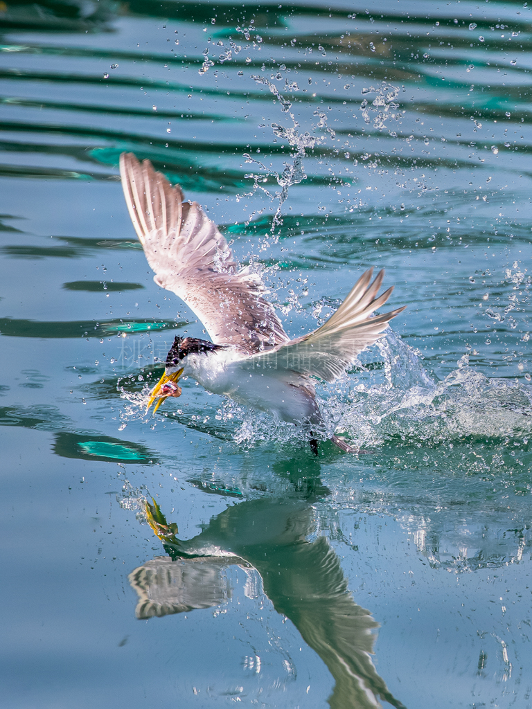 鳳頭燕鷗