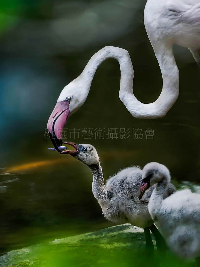 火烈鳥餵雛