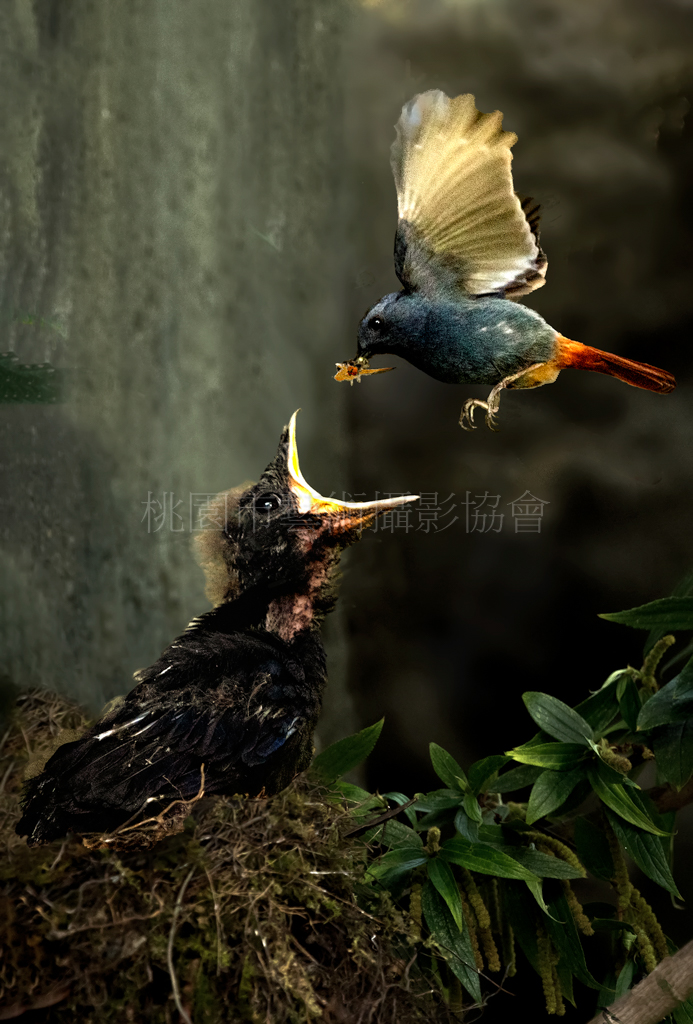 異類餵雛