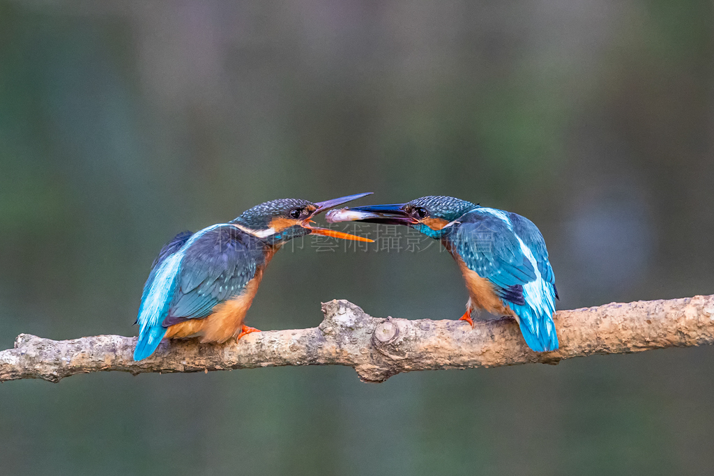 傳食