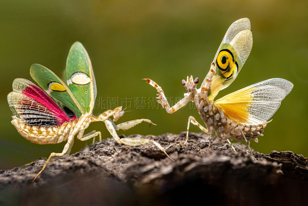 愛妃免禮