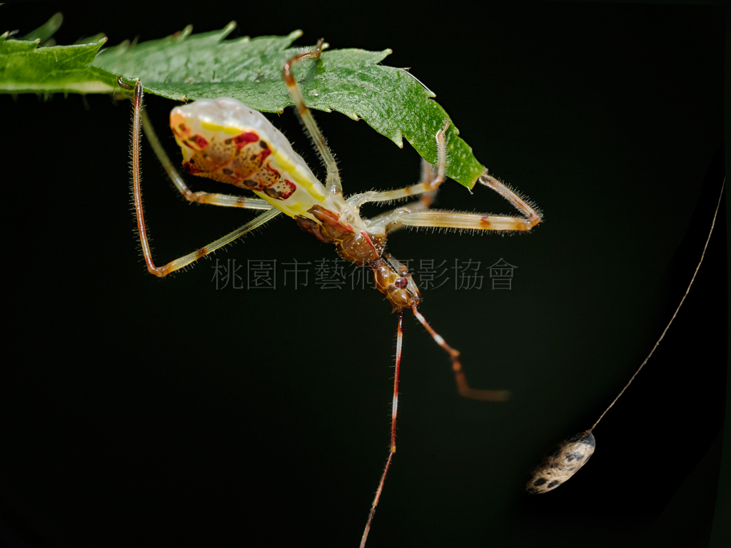 神龍戲珠