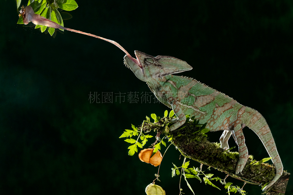 變色龍獵食