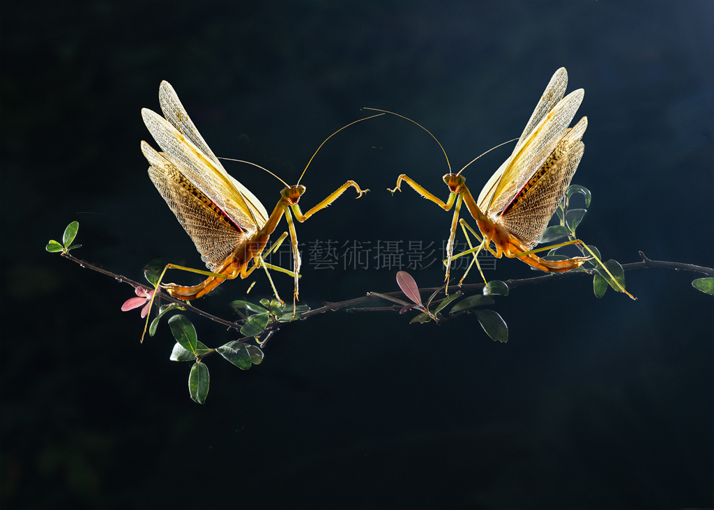 爭奇鬥豔