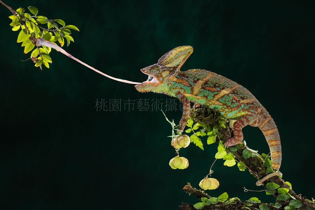 變色龍捕食
