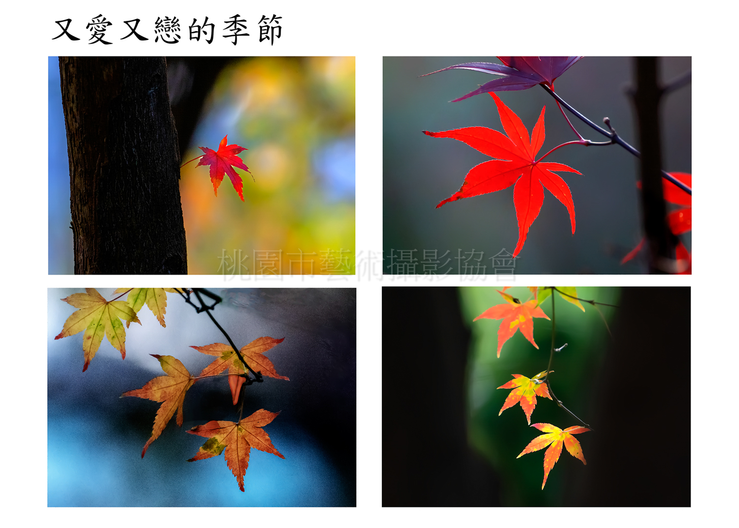 又愛又戀（組合）