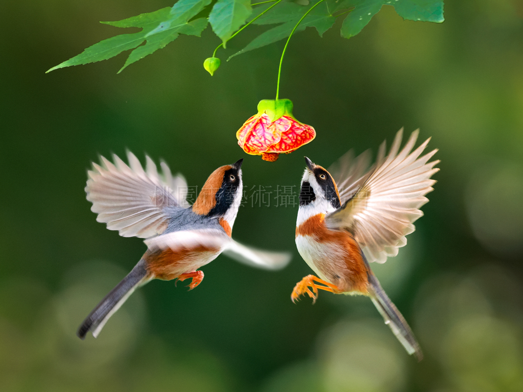 覓食