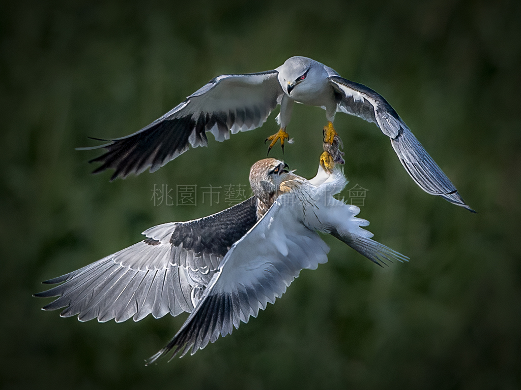 空中傳食