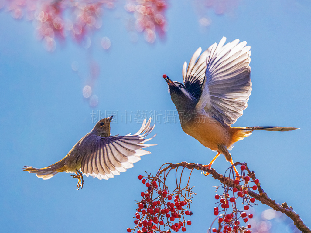 春之頌