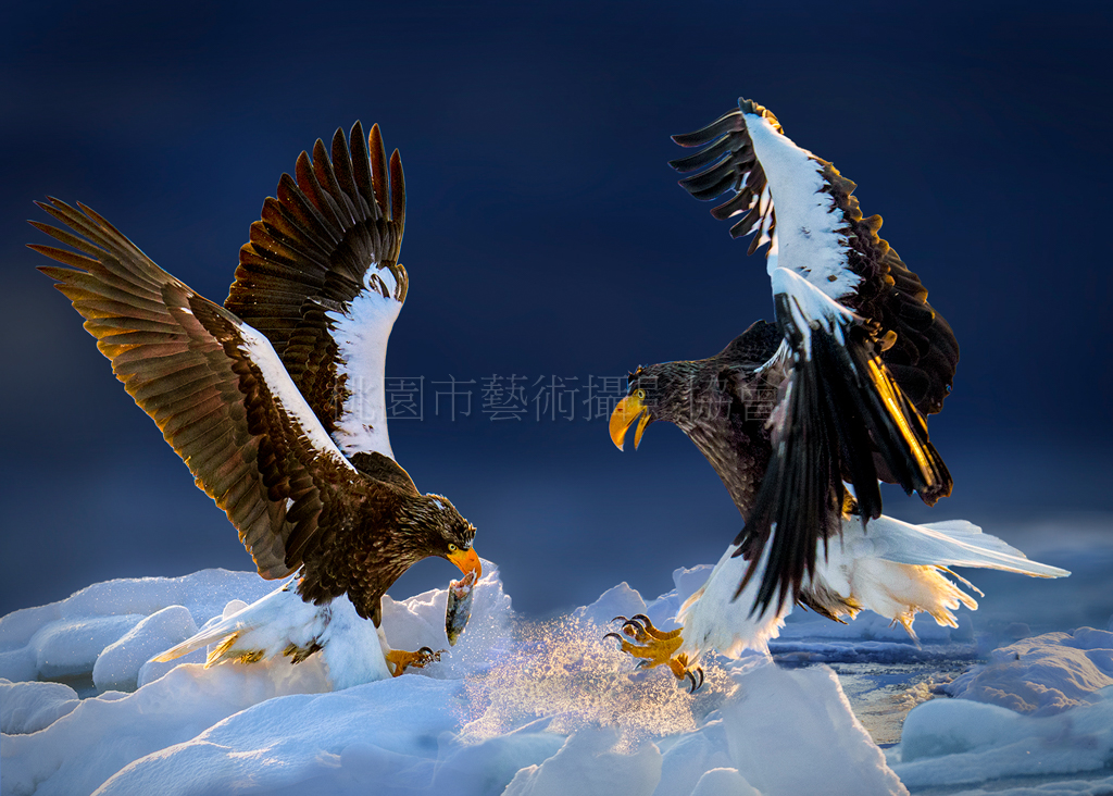 白尾海鵰爭食