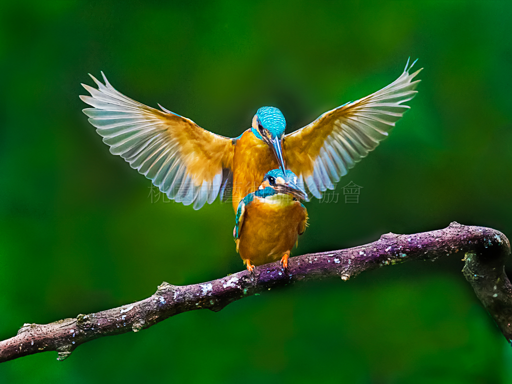 翠鳥之愛