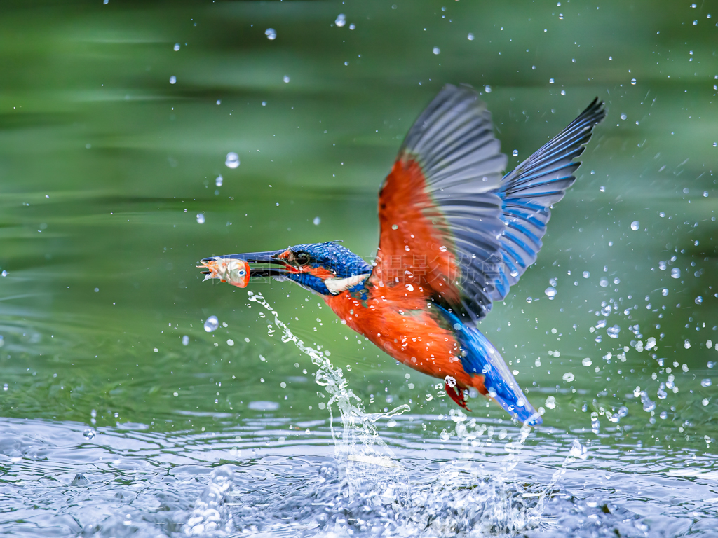 翠鳥捕魚