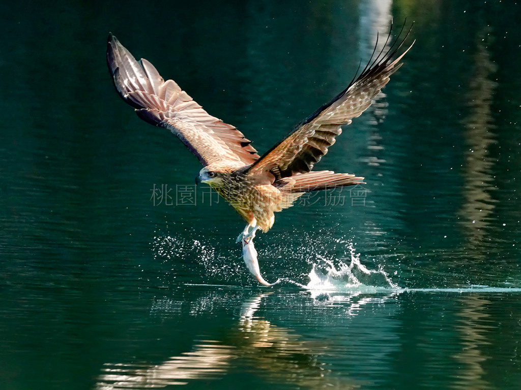 覓食