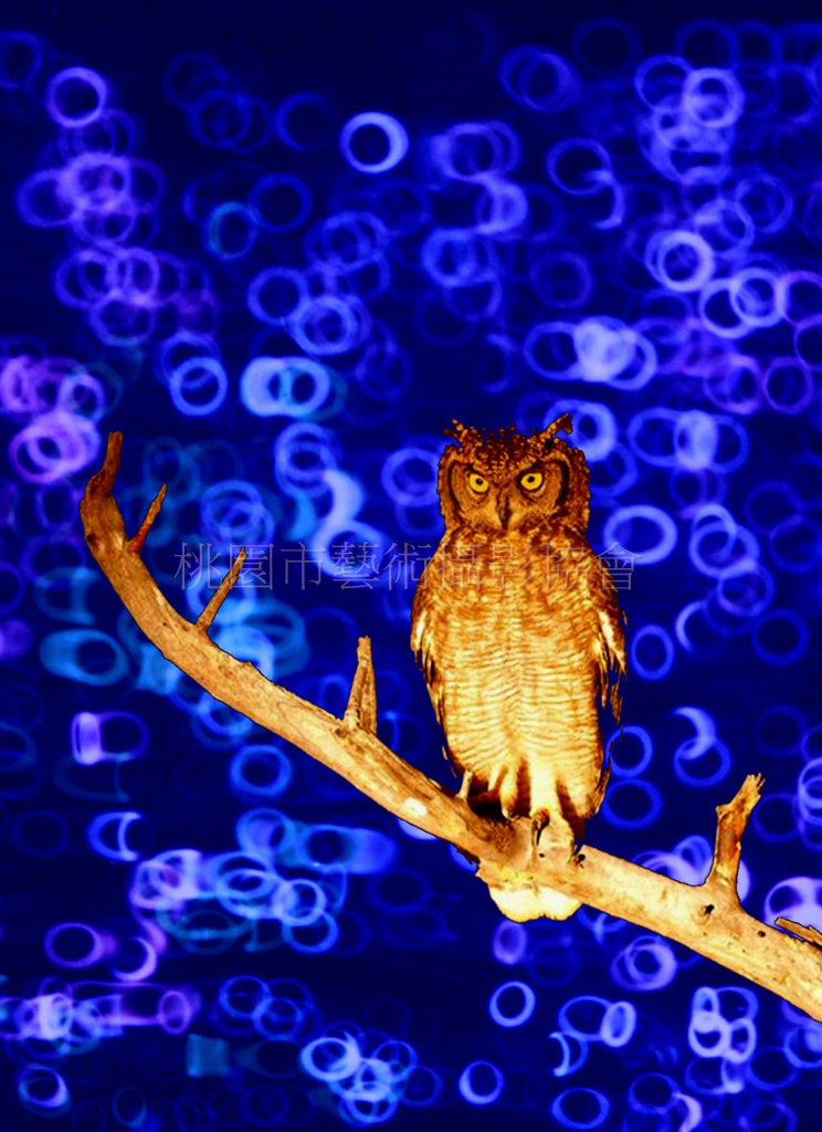 夜鷹