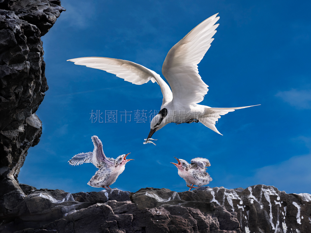 嗷嗷待哺