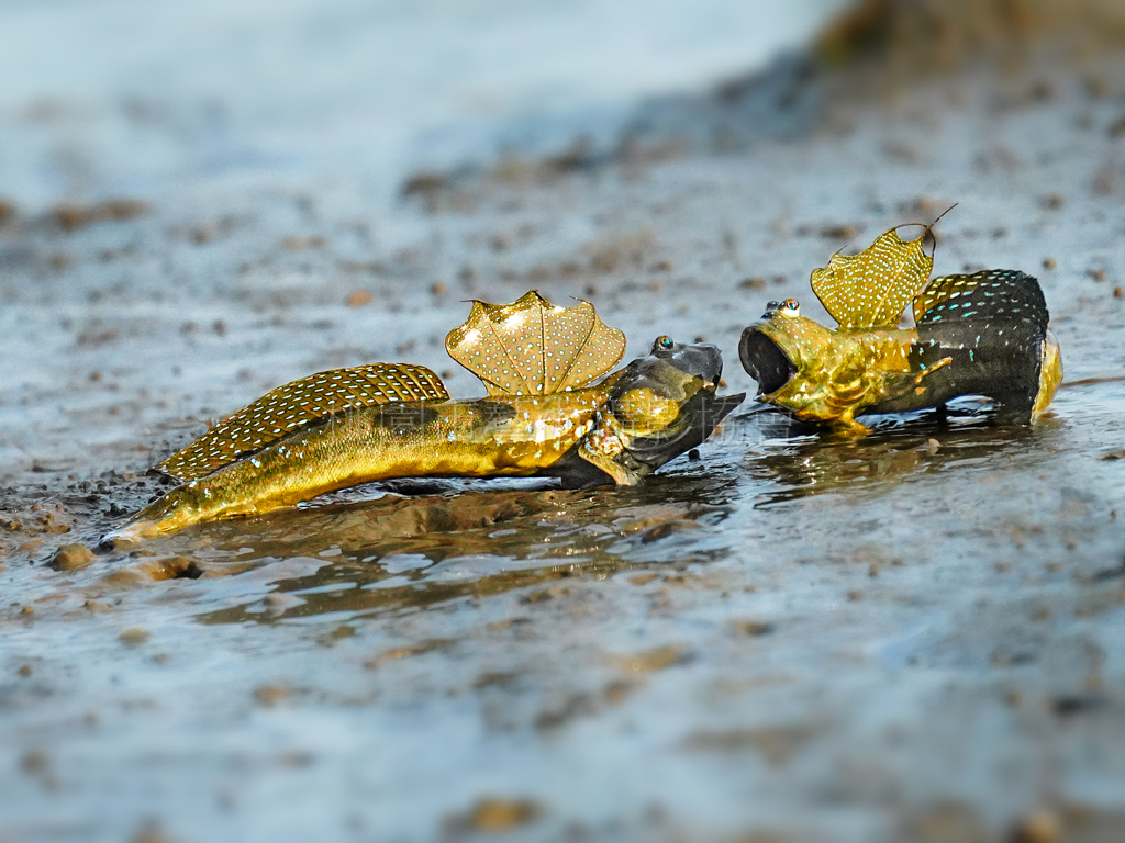 彈塗魚爭鬥