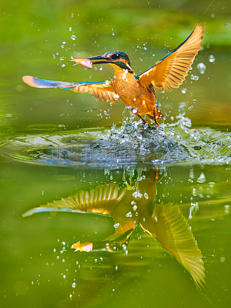 翠鳥捕魚