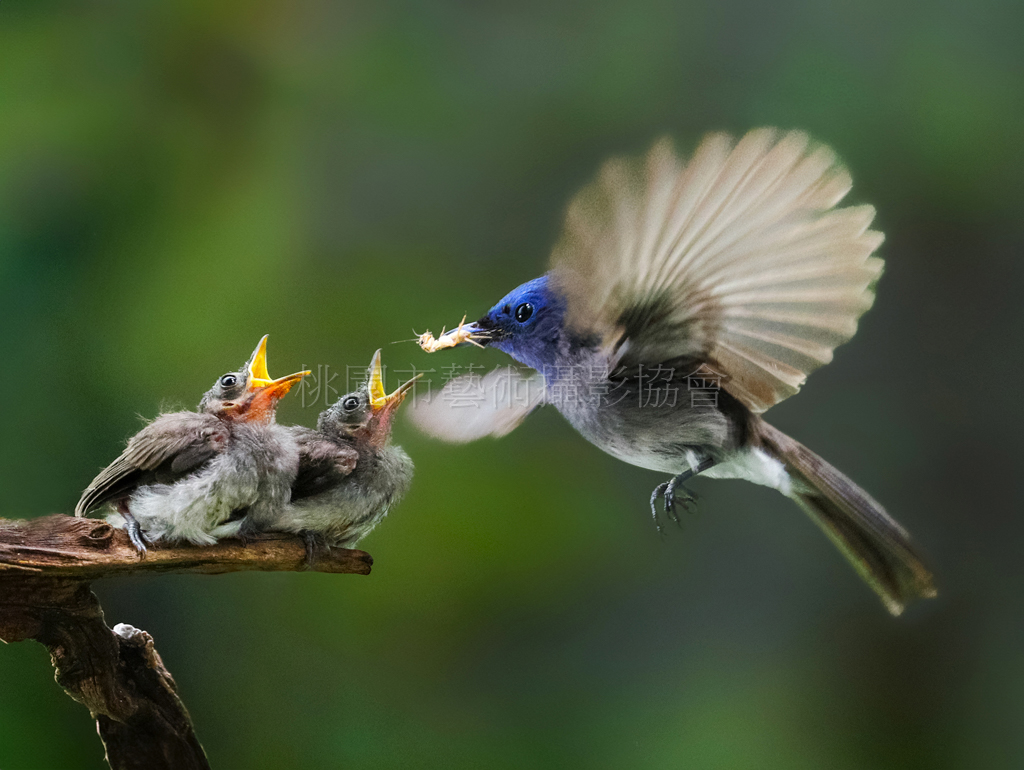 黑枕藍鶲育雛