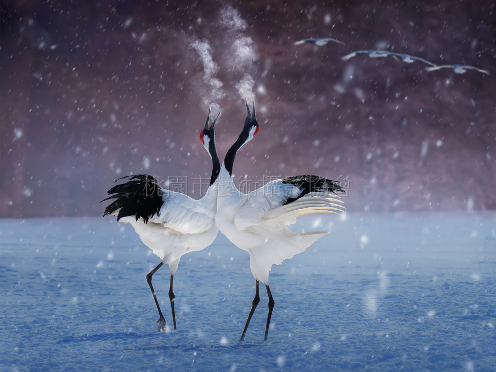 鶴鳴平安