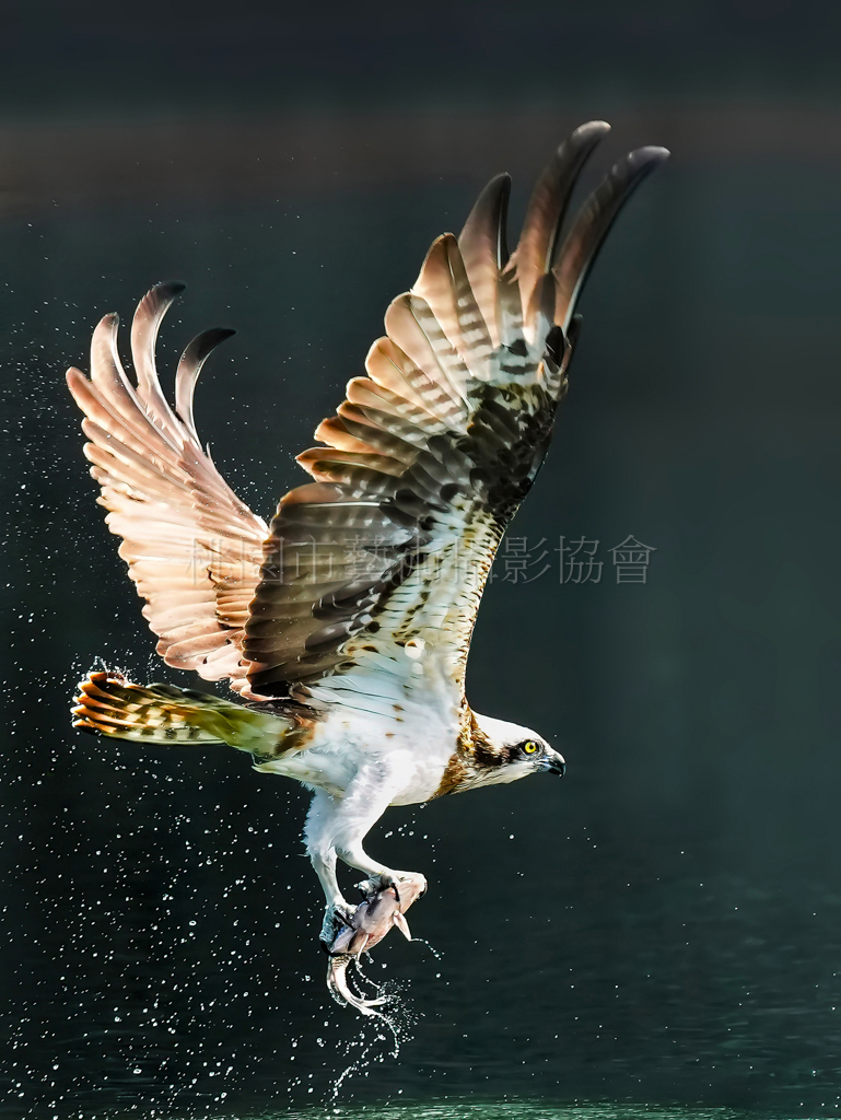 魚鷹捕魚