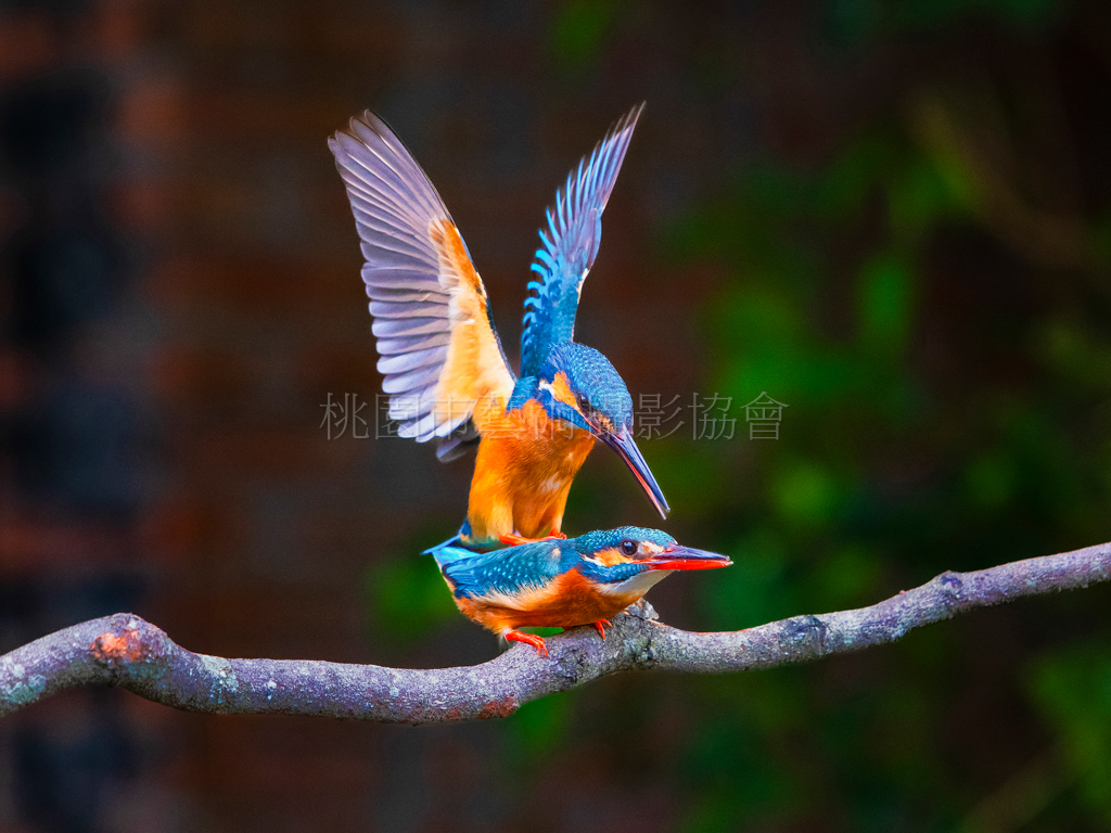 翠鳥的春天