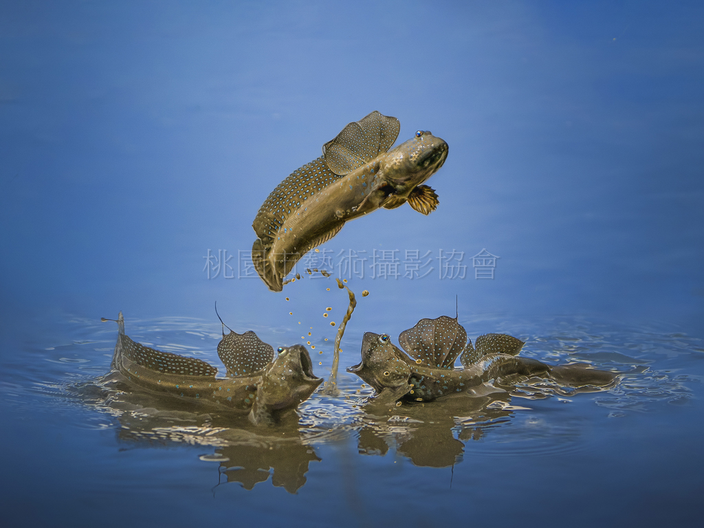 跳躍彈塗魚