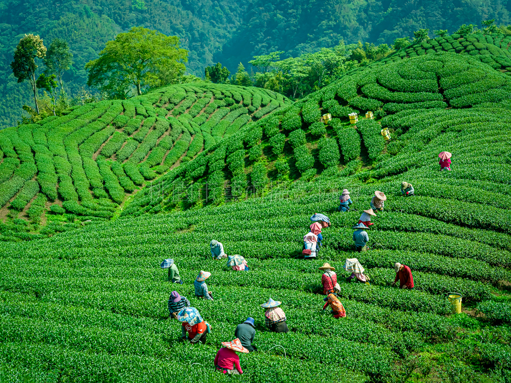 八卦茶園
