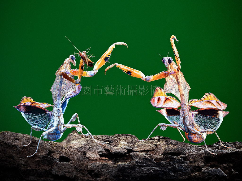 菱背枯葉螳螂