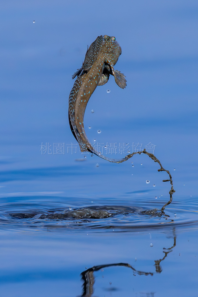 拖泥帶水彈塗魚