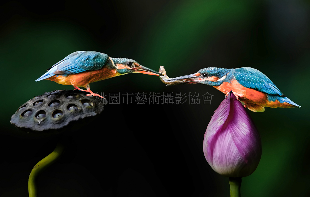 翠鳥傳食