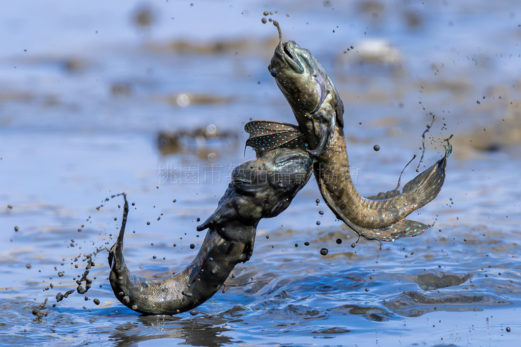 彈塗魚搏鬥