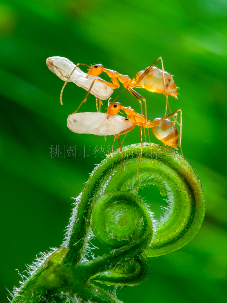 疊疊樂