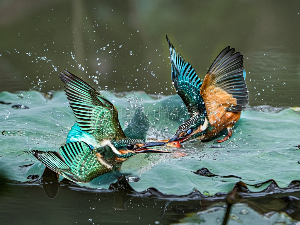 翠鳥之爭