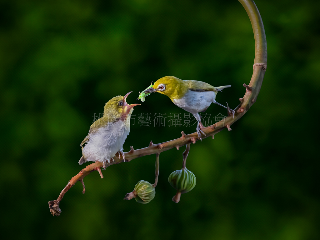 綠繡眼餵食