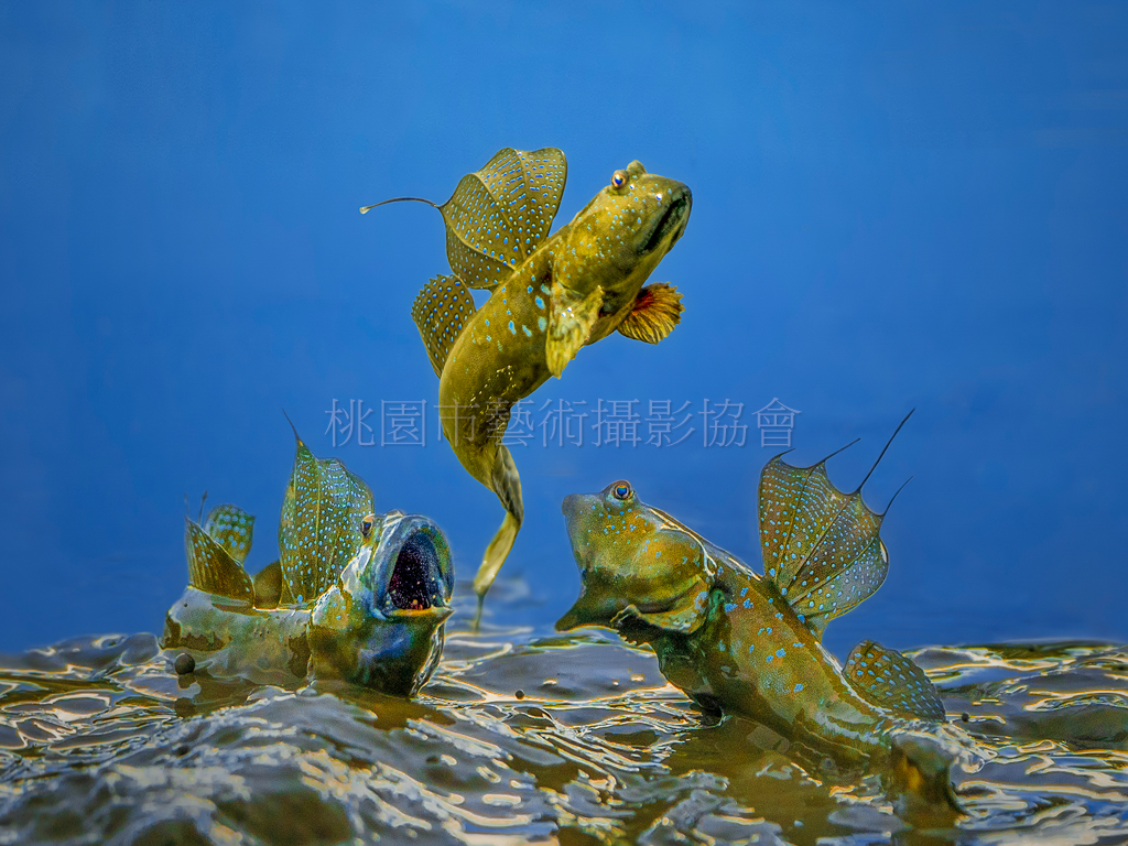 年年有魚