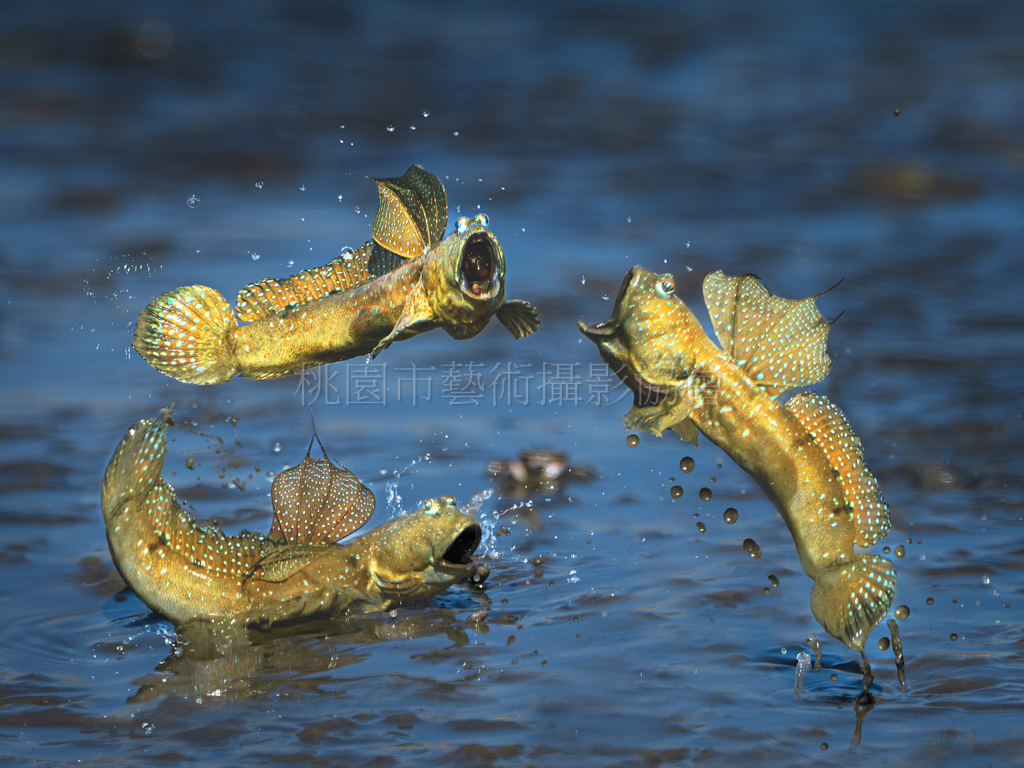 彈塗魚