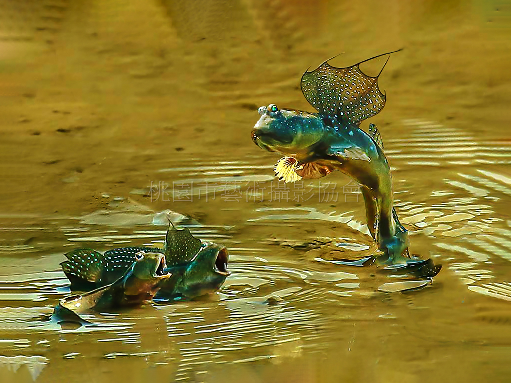 逆光的彈塗魚