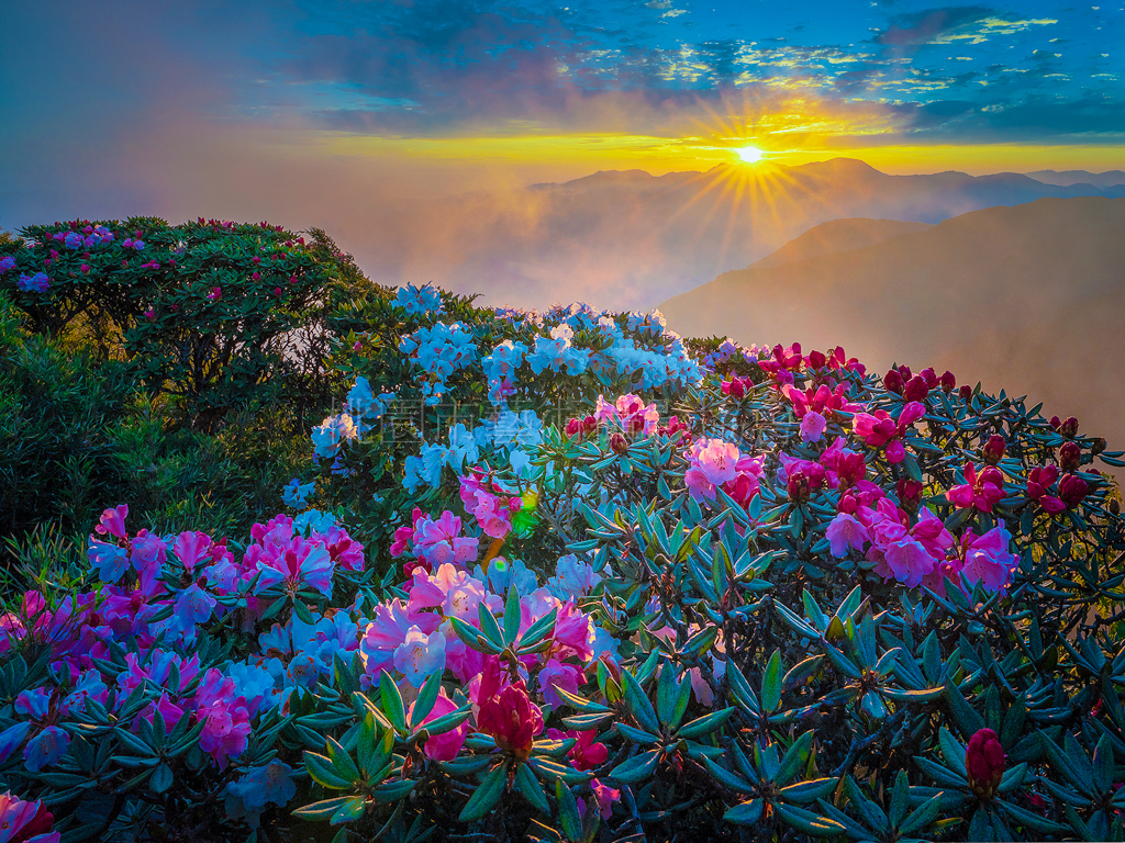 合歡山杜鵑花開