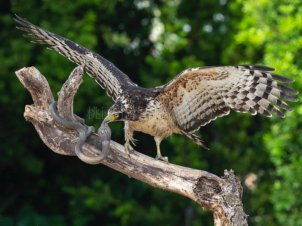 鷹鳩