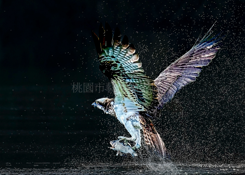 魚鷹