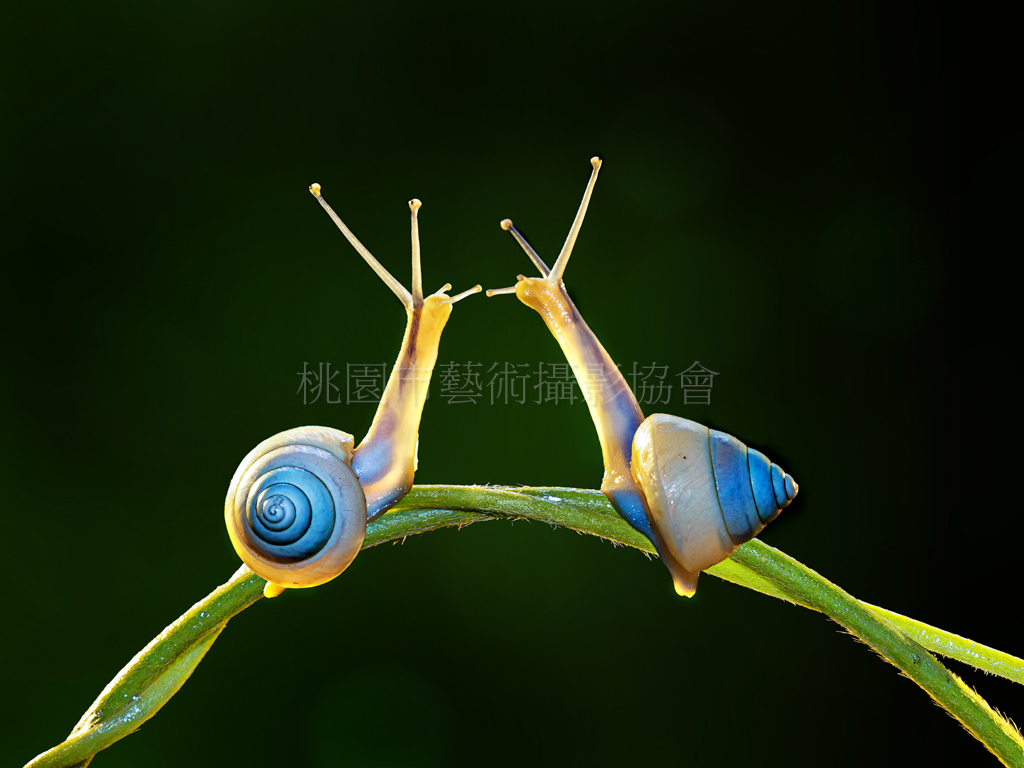 哥倆好