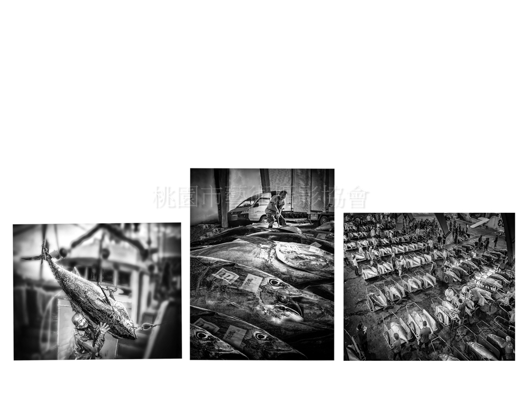 豐收鮪魚季(組照)