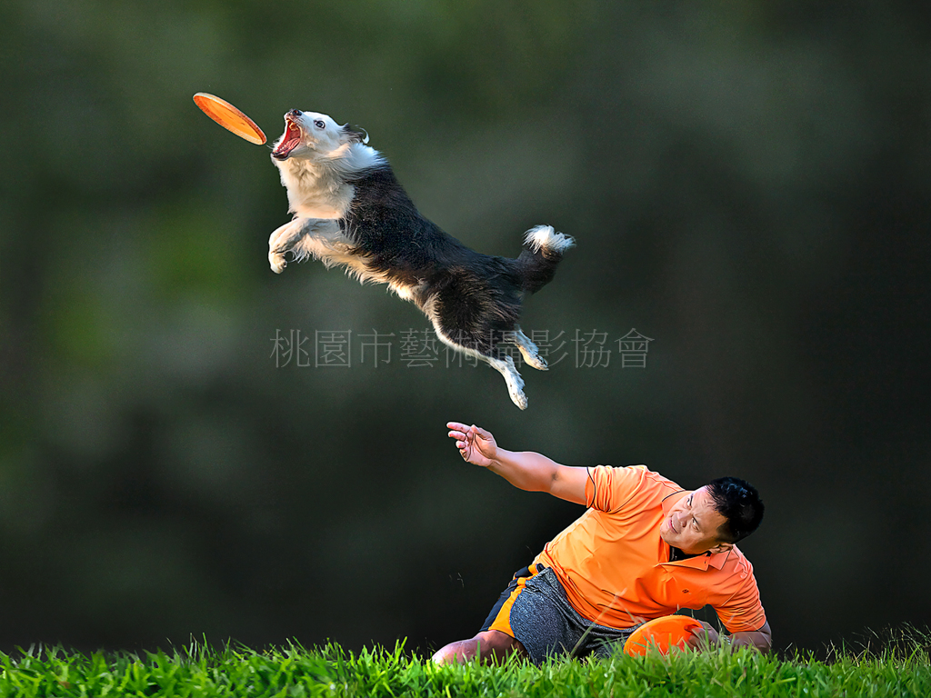 飛盤狗