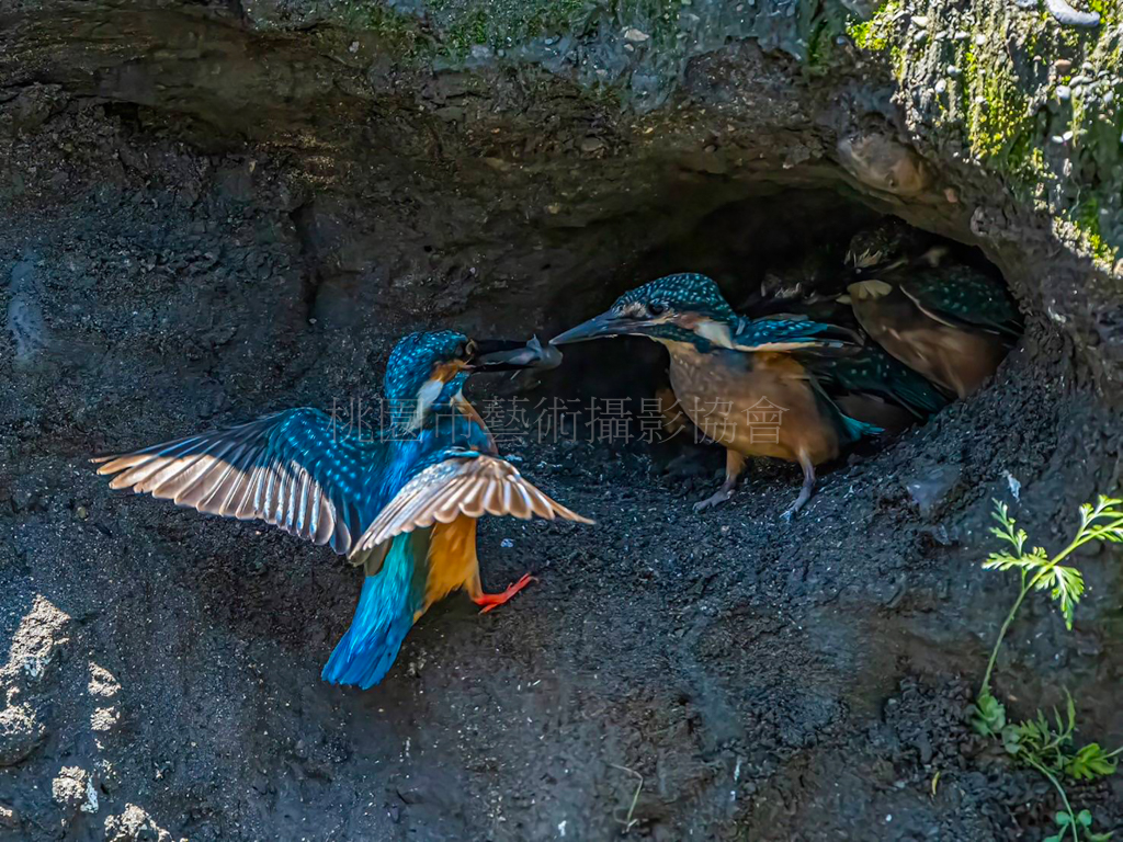 翠鳥育雛
