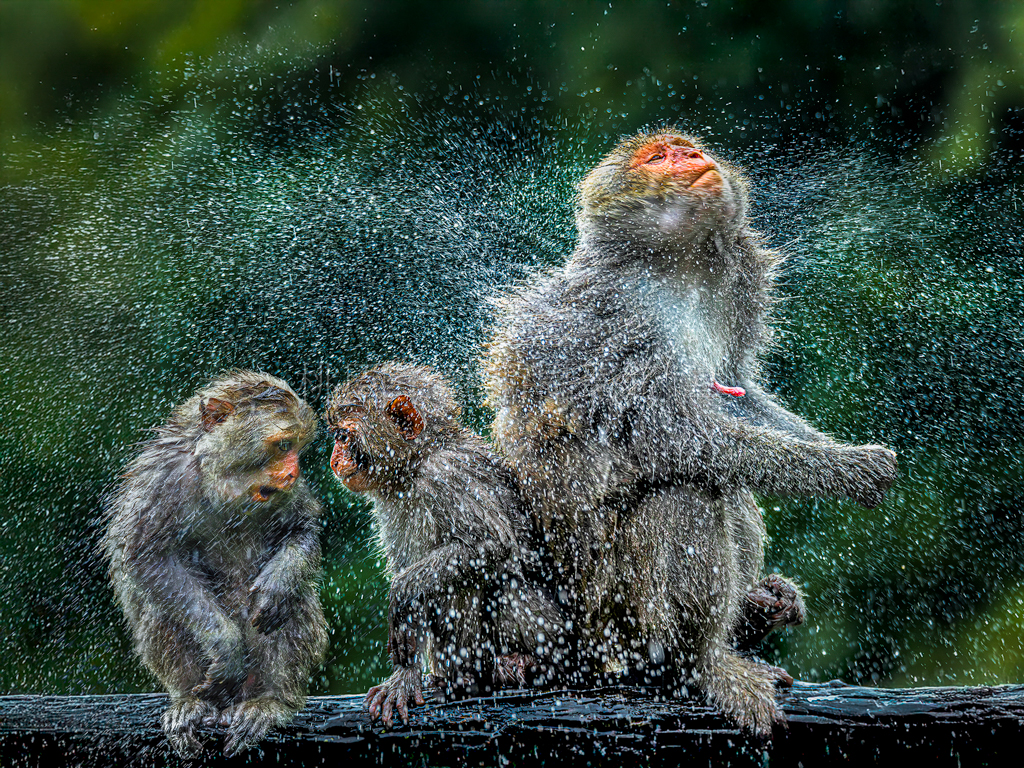 午後的一場雨