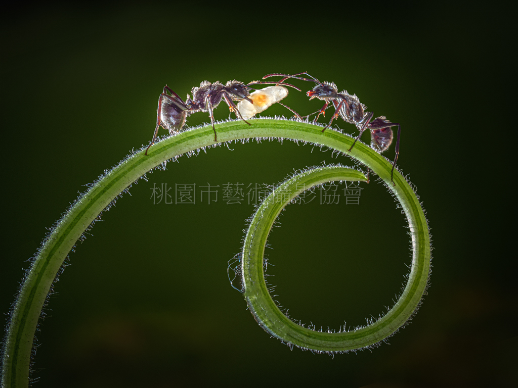 守護