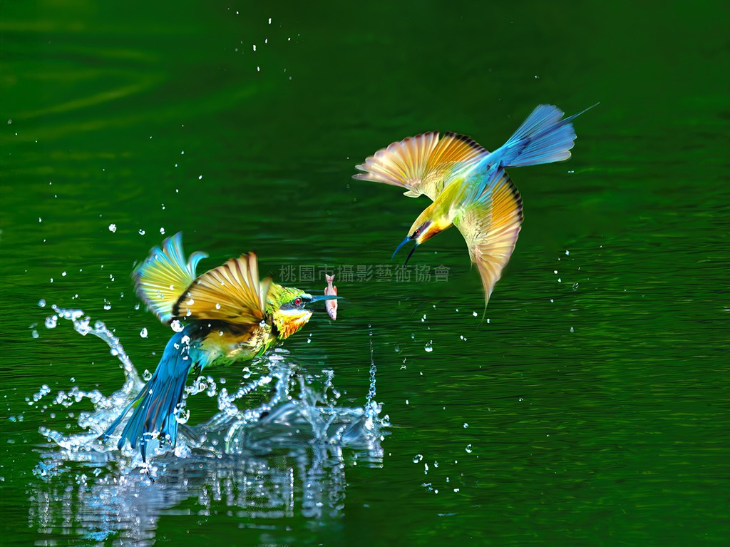 蜂虎獻食