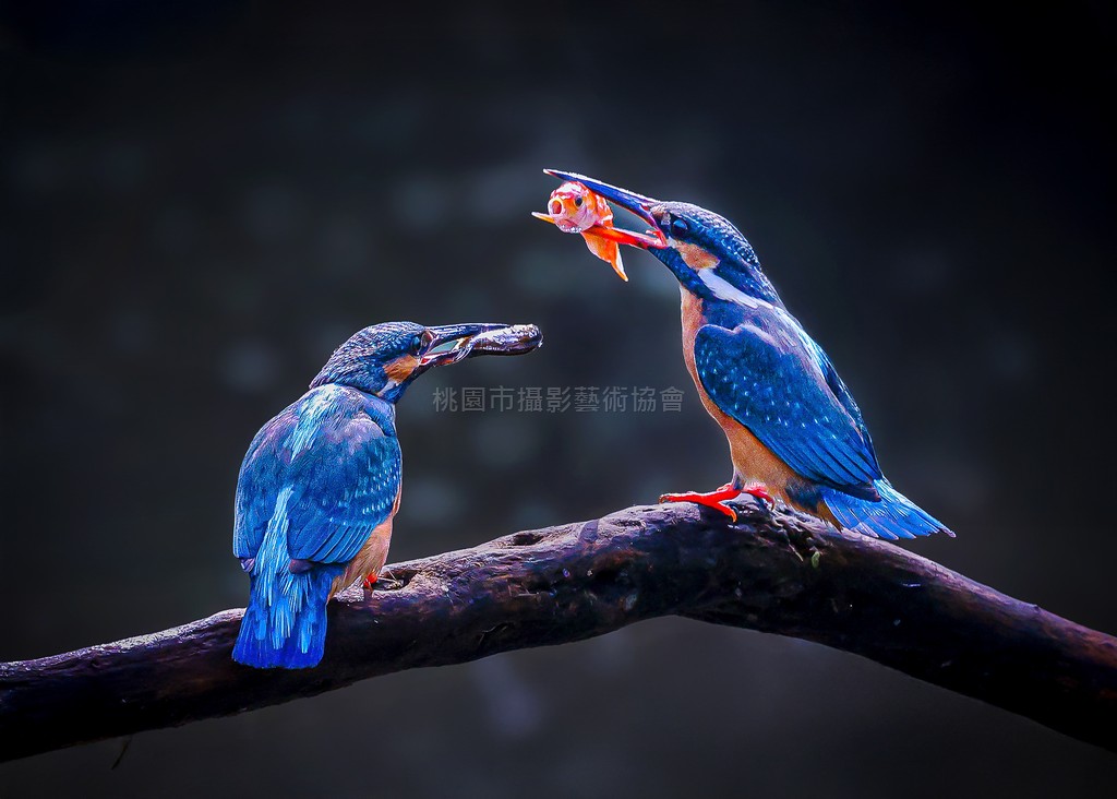 翠鳥美食饗宴